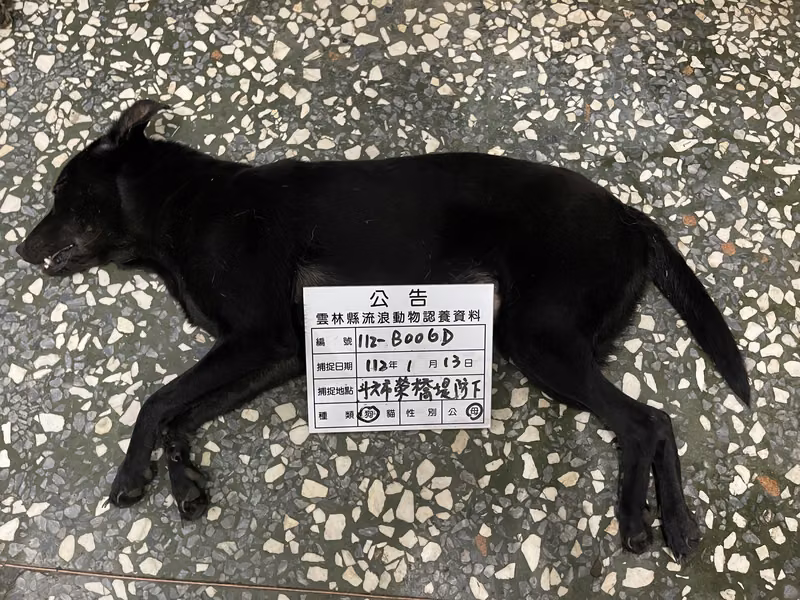 Black adult female mixed-breed dog, Large, shelter no. …006D