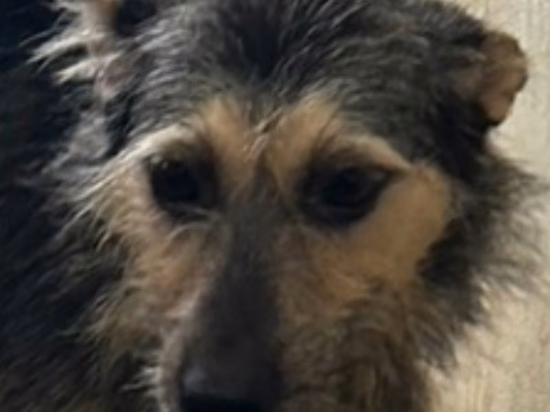 Black-and-tan adult female mixed-breed dog, Medium, shelter no. …6005