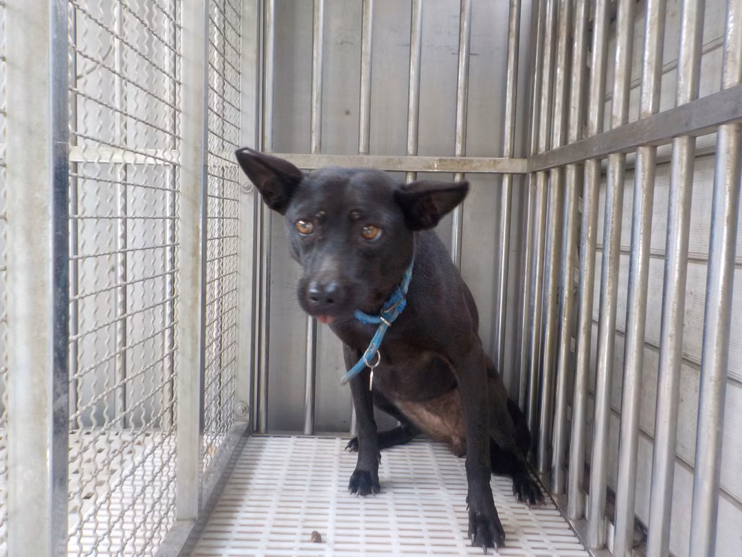 Black adult female mixed-breed dog, Medium, shelter no. …0153
