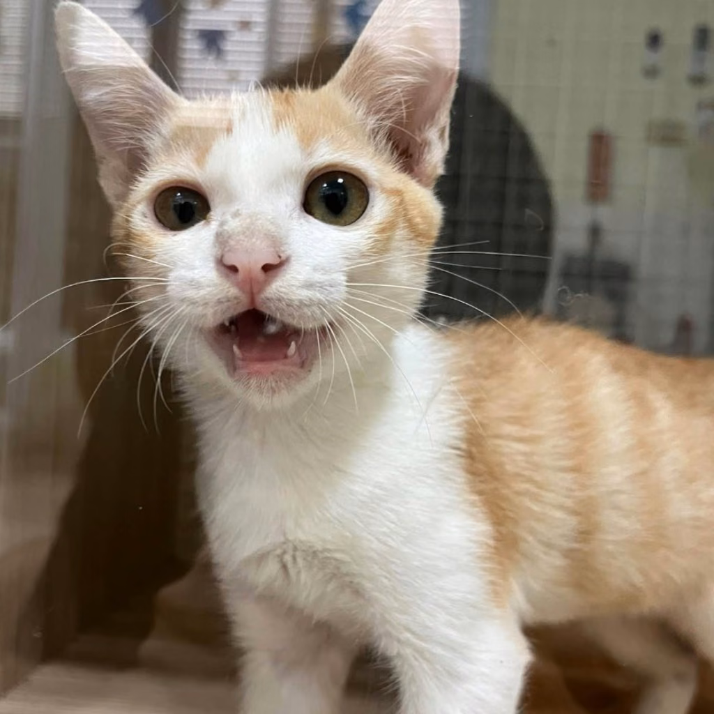 Young female mixed-breed cat, Small, shelter no. …7-05