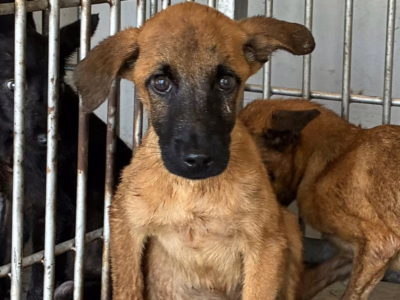 Tan young male mixed-breed dog, Small, shelter no. …7017