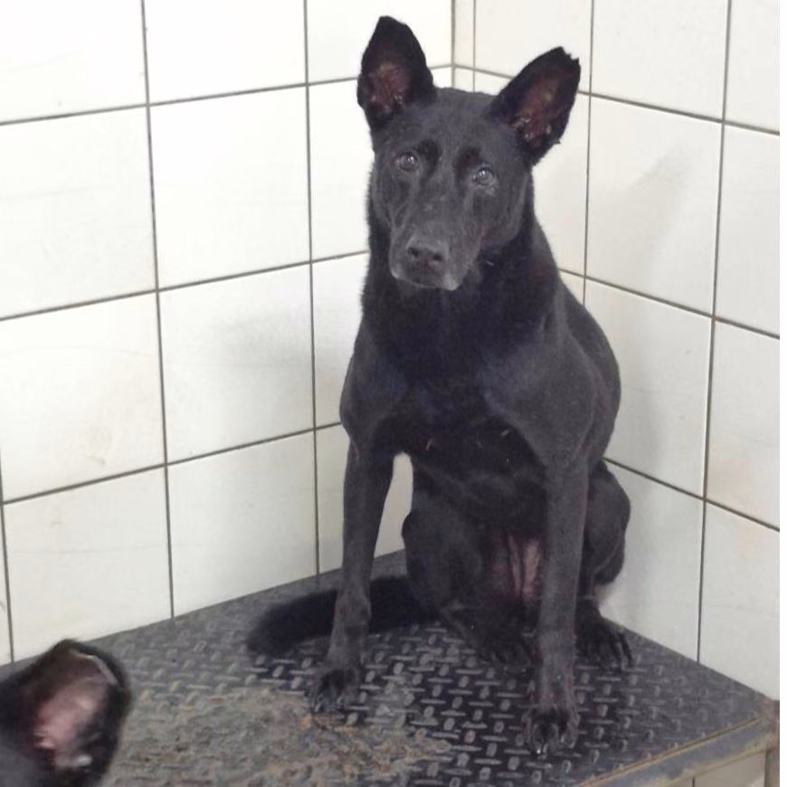 Black adult female mixed-breed dog, Large, shelter no. …0902