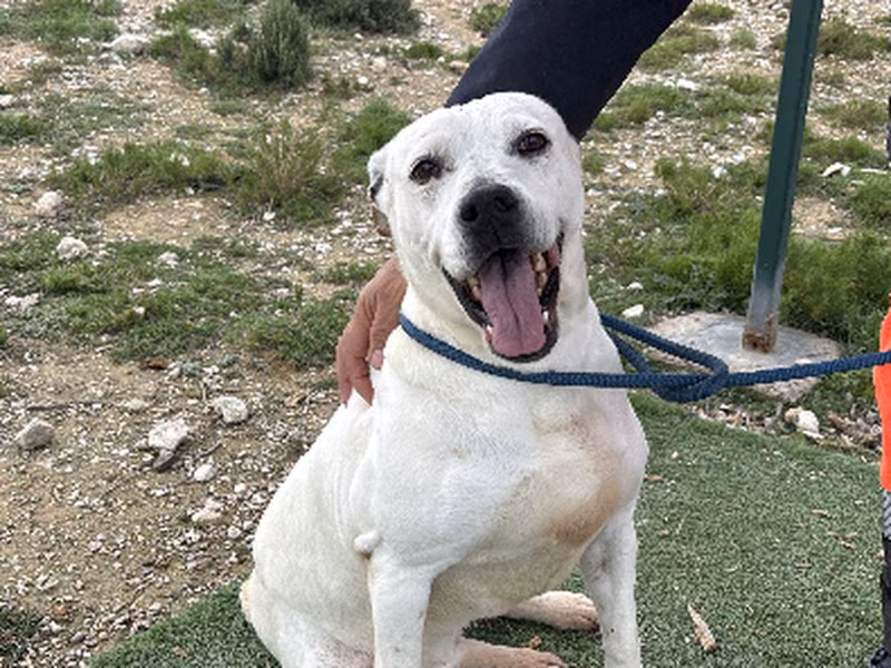 Lina, Senior · Female · Medium · Mixed breed