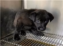 Black young female mixed-breed dog, Medium, shelter no. …7002