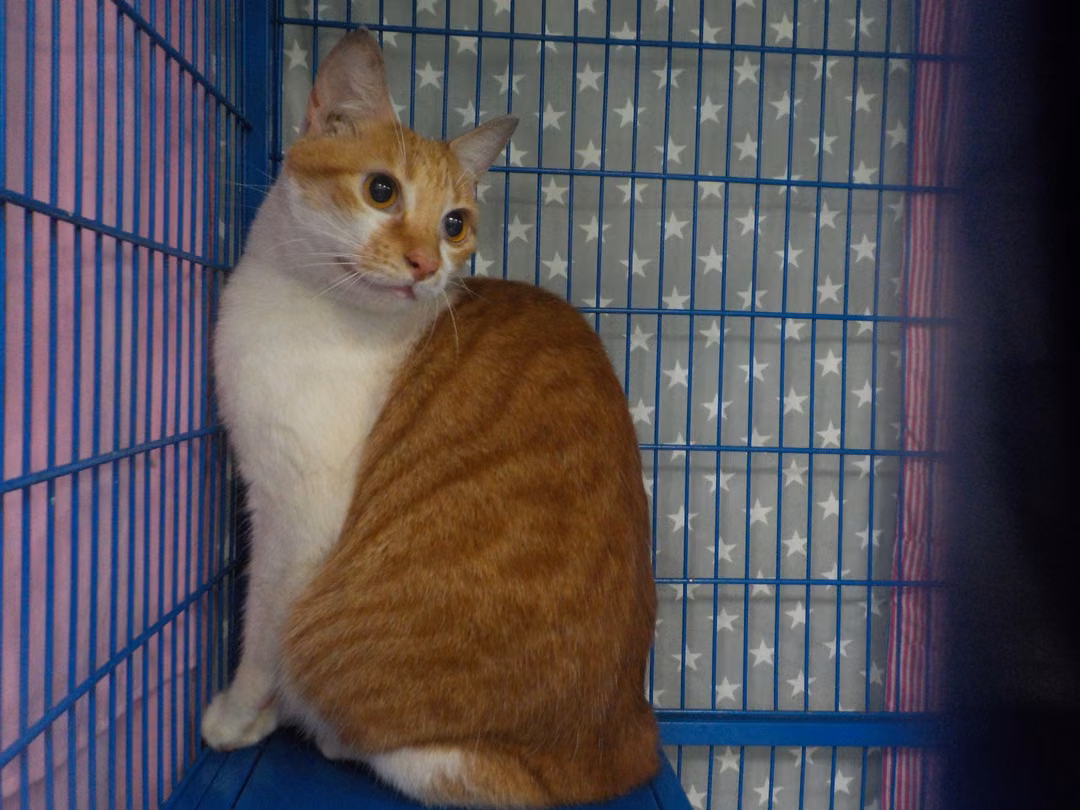 Orange-and-white adult female mixed-breed cat, Small, shelter no. …25C4