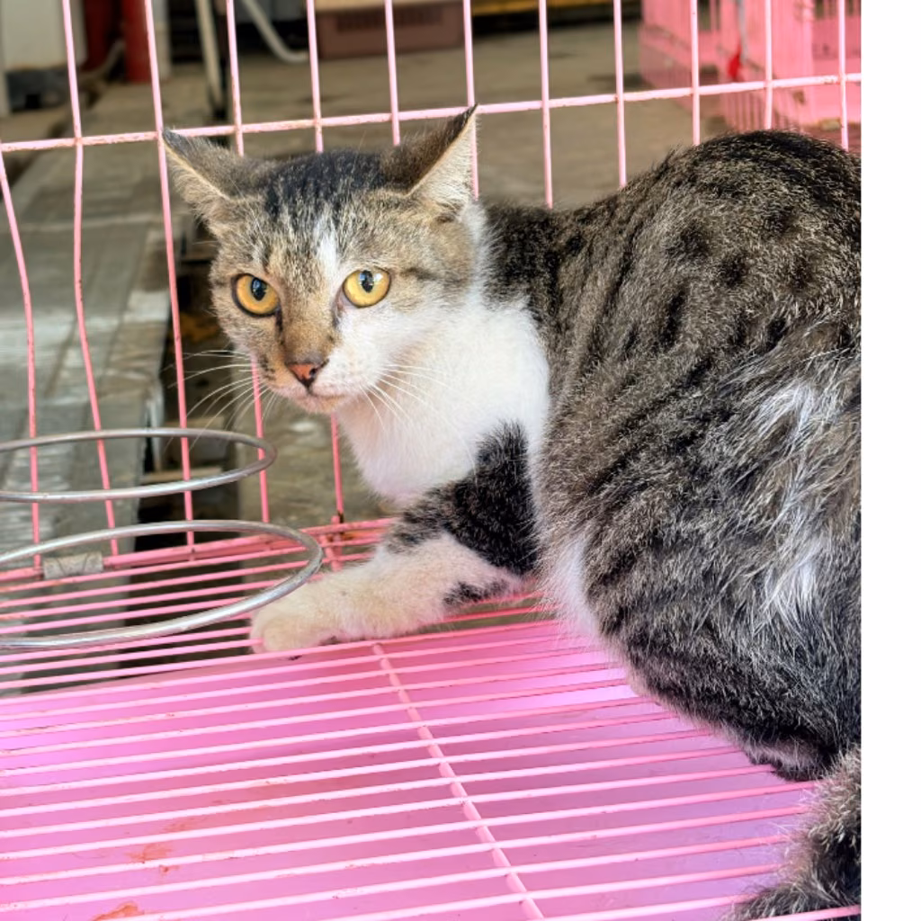 Tabby adult female mixed-breed cat, Medium, shelter no. …7001