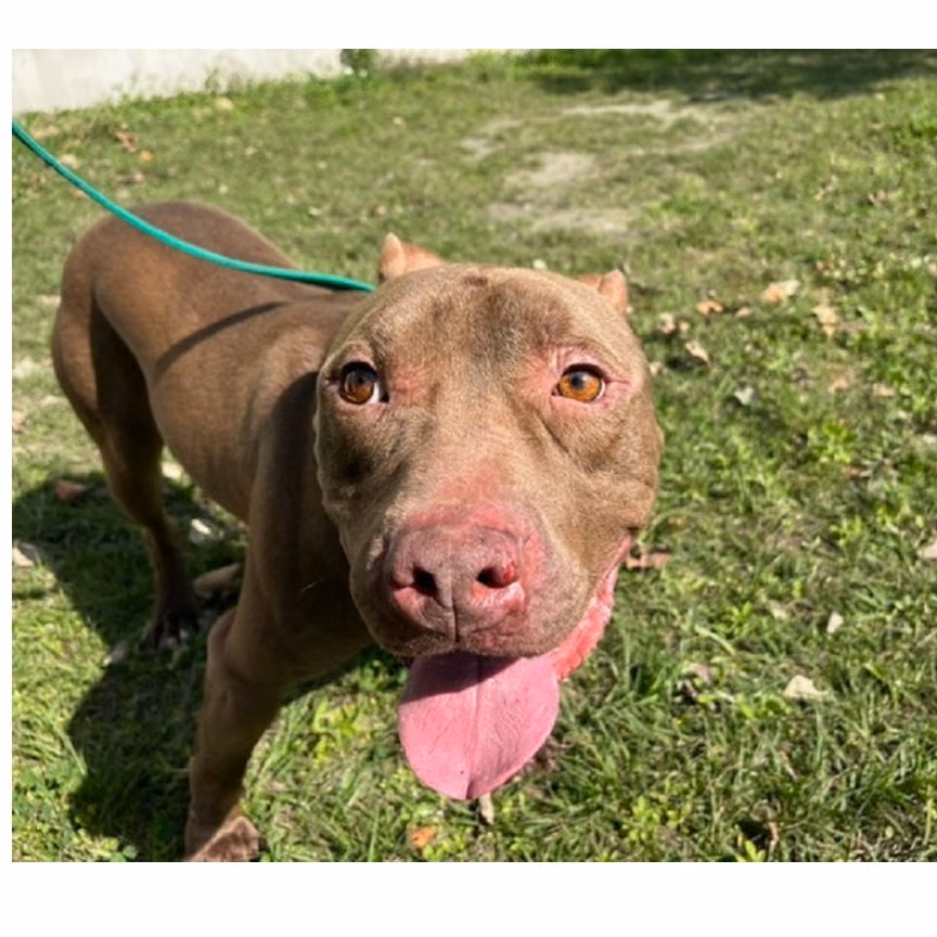 Tan adult male American Pit Bull Terrier, Medium, shelter no. …6001