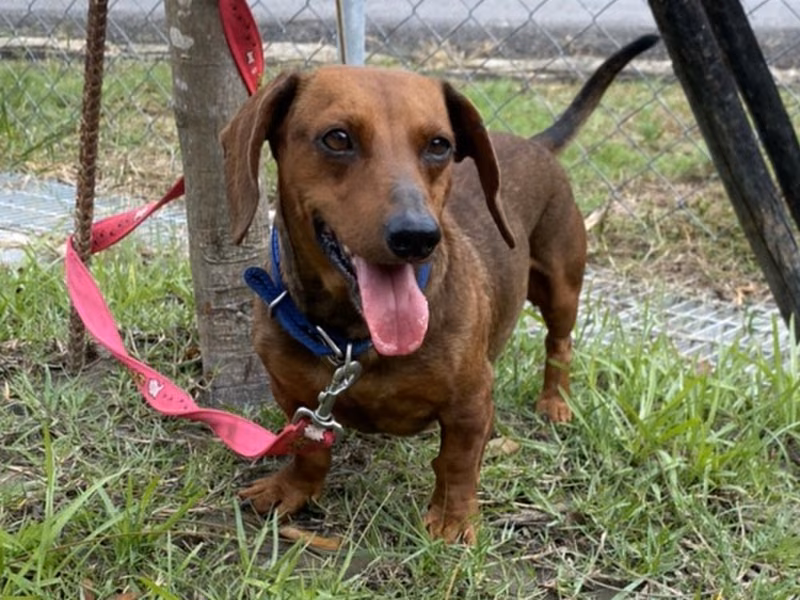 Tan adult male dachshund, Medium, shelter no. …0001