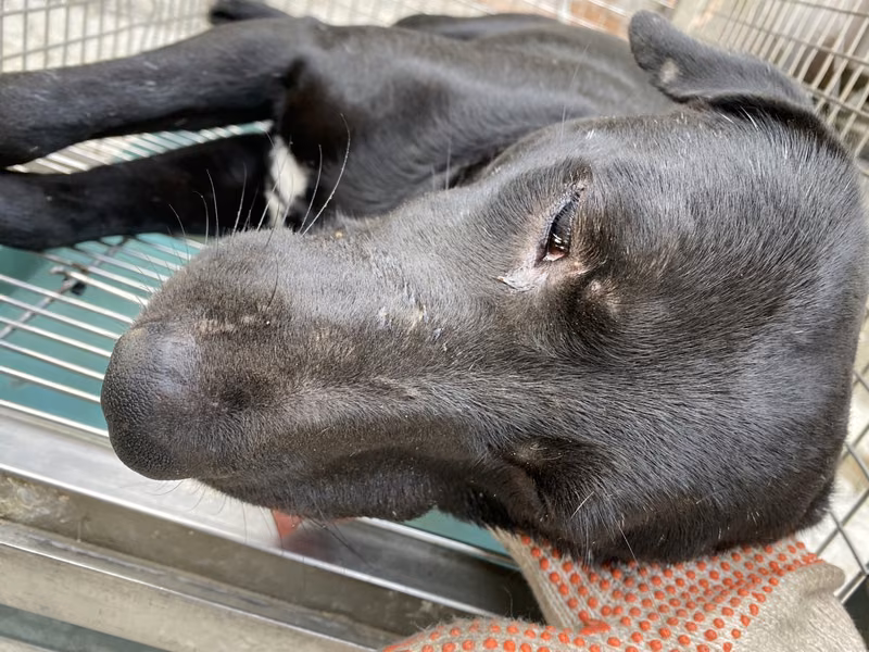 Black adult male mixed-breed dog, Large, shelter no. …3-09