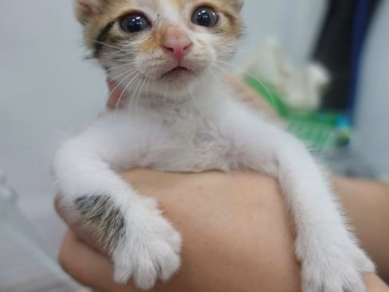 Calico young female mixed-breed cat, Small, shelter no. …1759