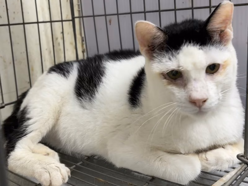 Black-and-white adult male mixed-breed cat, Medium, shelter no. …5001