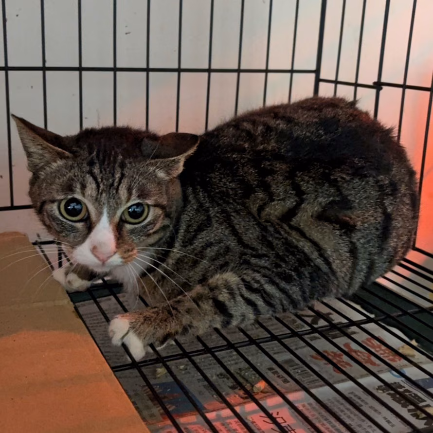 Tabby-and-white adult female mixed-breed cat, Medium, shelter no. …5001