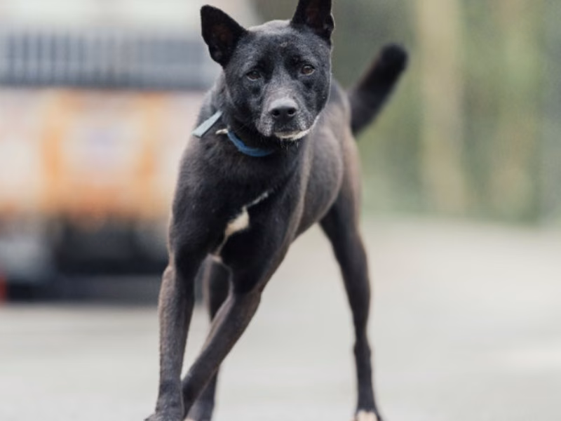 Black adult female mixed-breed dog, Medium, shelter no. …0001