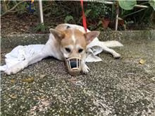 Tan-and-white adult male mixed-breed dog, Medium, shelter no. …1102