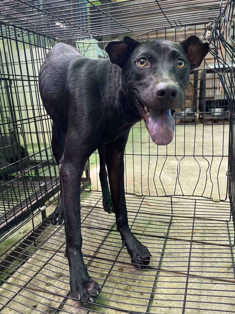 Black adult male mixed-breed dog, Medium, shelter no. …2004
