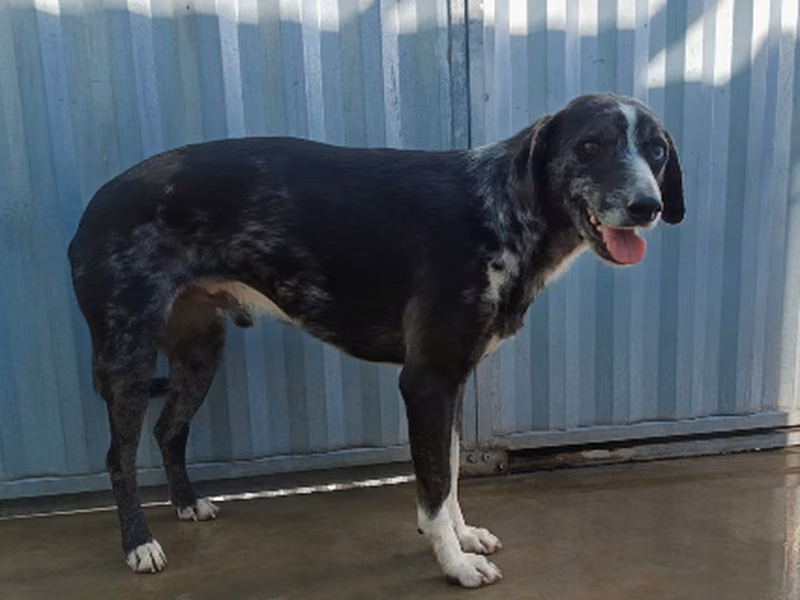 Gobio, Adult · Male · Mixed breed
