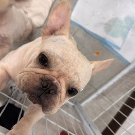 Bouledogue français femelle adulte (blanc), Moyen, refuge n° …1003