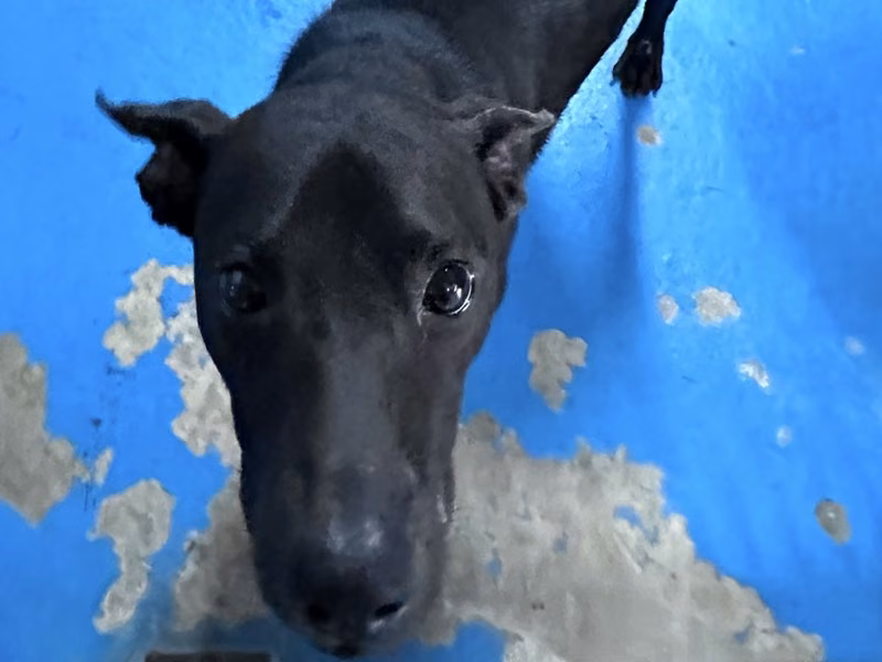 Black adult male mixed-breed dog, Large, shelter no. …9001