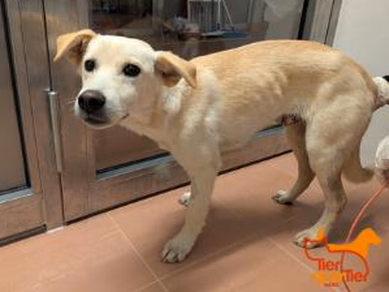 Young male mixed-breed dog, shelter no. …4375