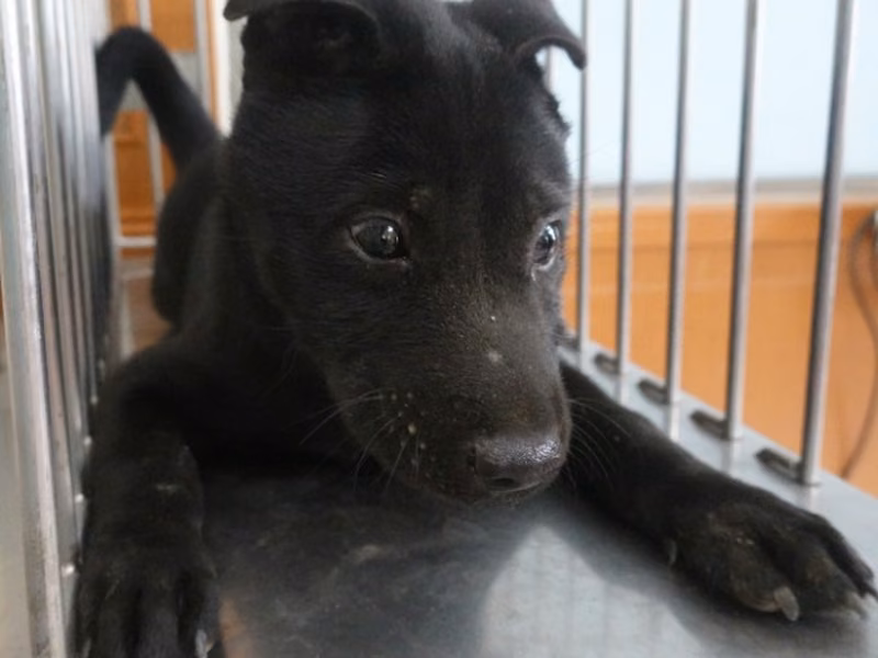 Black young male mixed-breed dog, Small, shelter no. …3-10