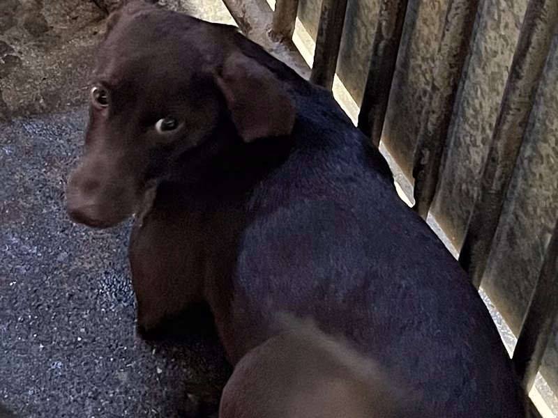Brown adult male mixed-breed dog, Medium, shelter no. …5001