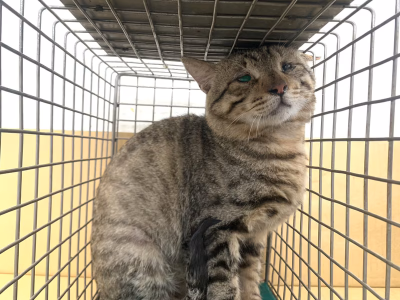 Tabby adult male mixed-breed cat, Small, shelter no. …3110