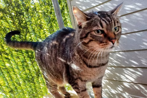 Garrapi, Adult · Female · European Shorthair