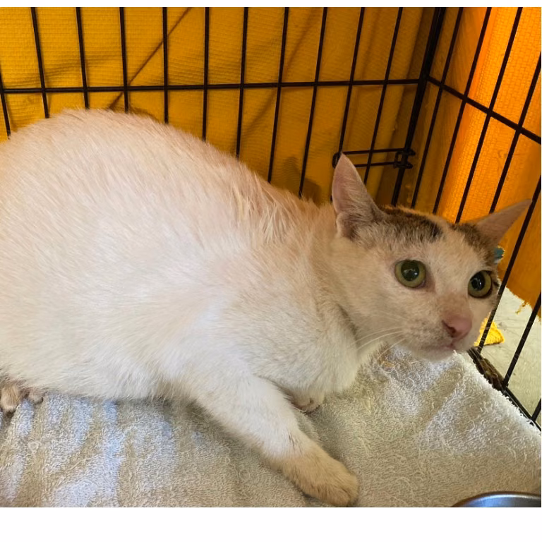 Tabby-and-white adult female mixed-breed cat, Medium, shelter no. …0903