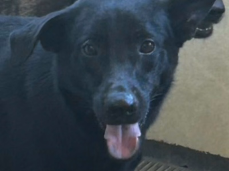Black adult male mixed-breed dog, Large, shelter no. …8061