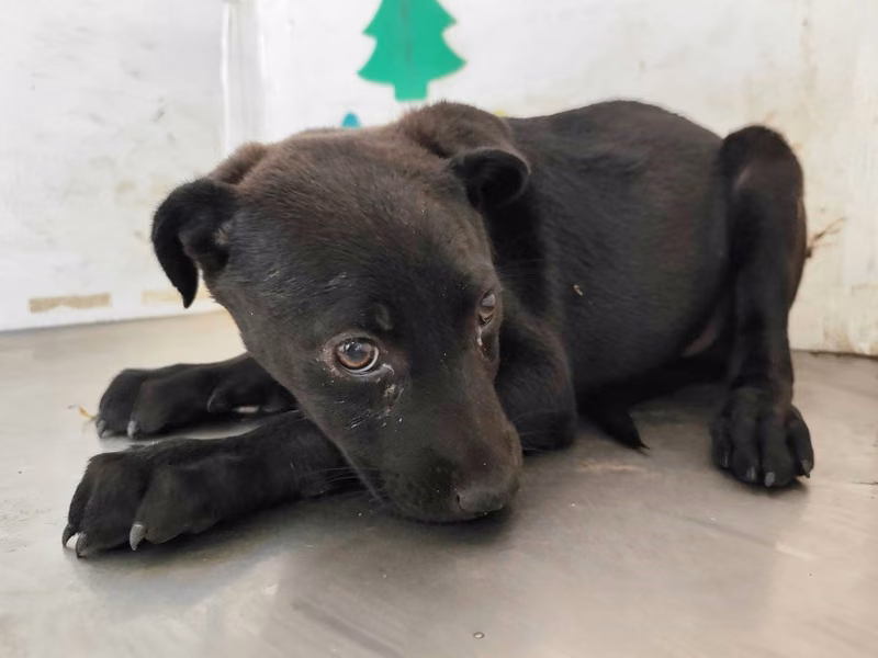 Black young female mixed-breed dog, Medium, shelter no. …2606