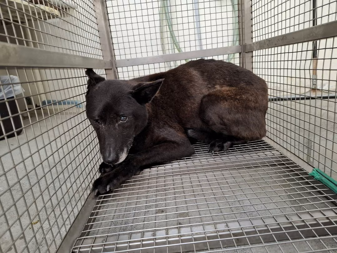 Black adult female mixed-breed dog, Medium, shelter no. …1902