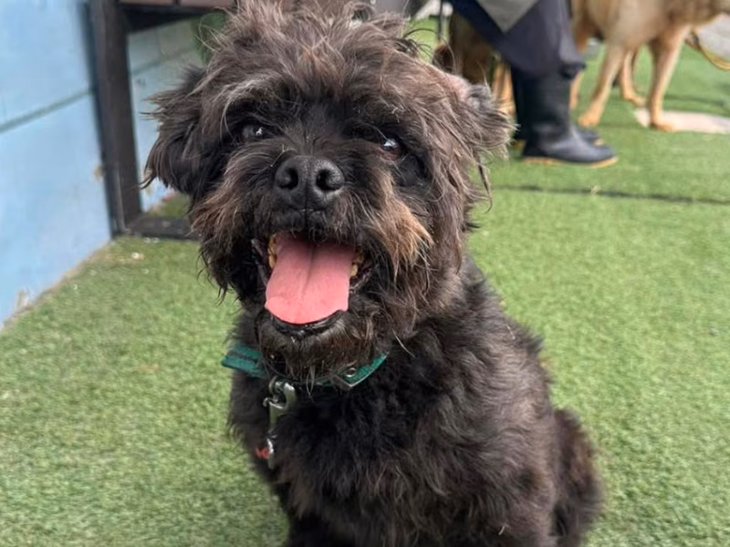 Black adult male mixed-breed dog, Medium, shelter no. …4-02