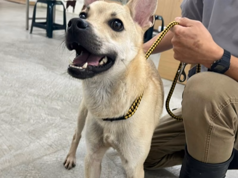Tan young male mixed-breed dog, Medium, shelter no. …0906