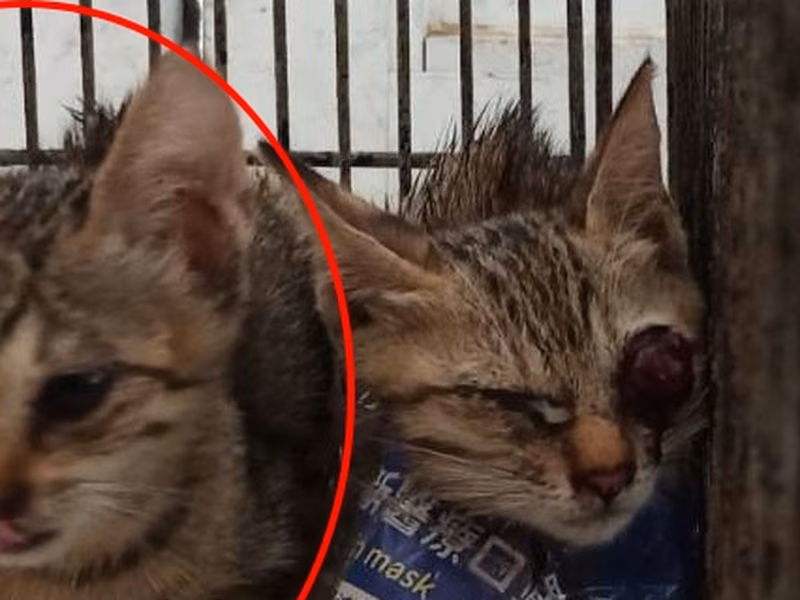Young female mixed-breed cat, Small, shelter no. …5C15