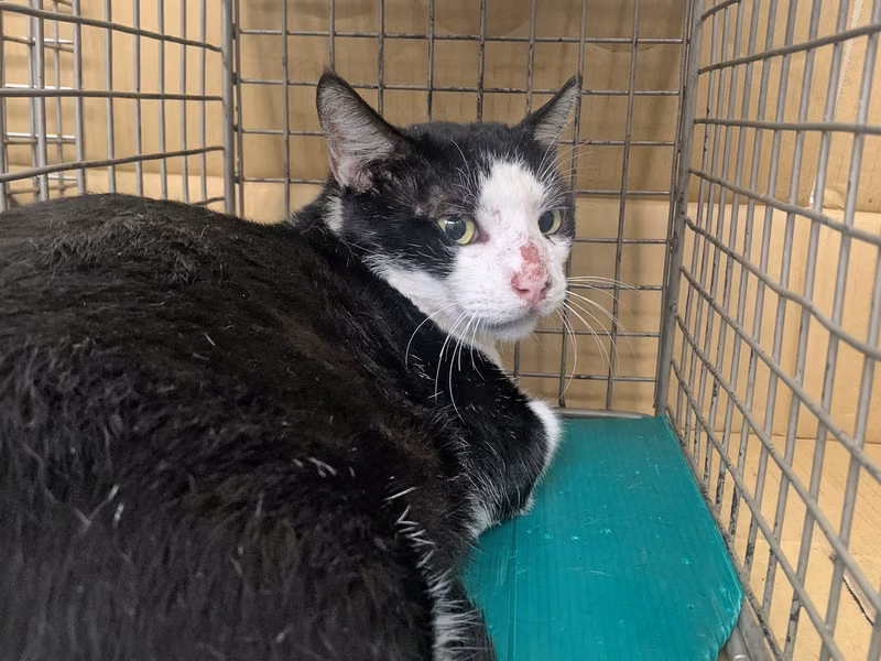 Black-and-white adult male mixed-breed cat, Small, shelter no. …0402