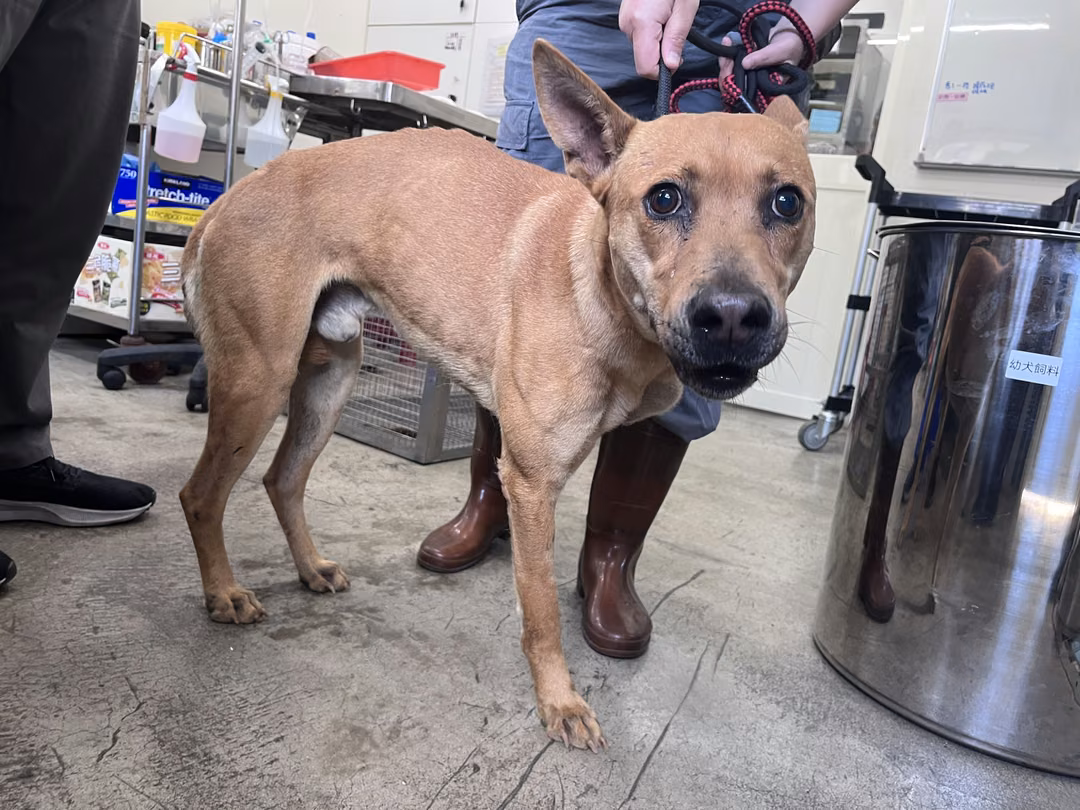 Tan adult male mixed-breed dog, Medium, shelter no. …1802