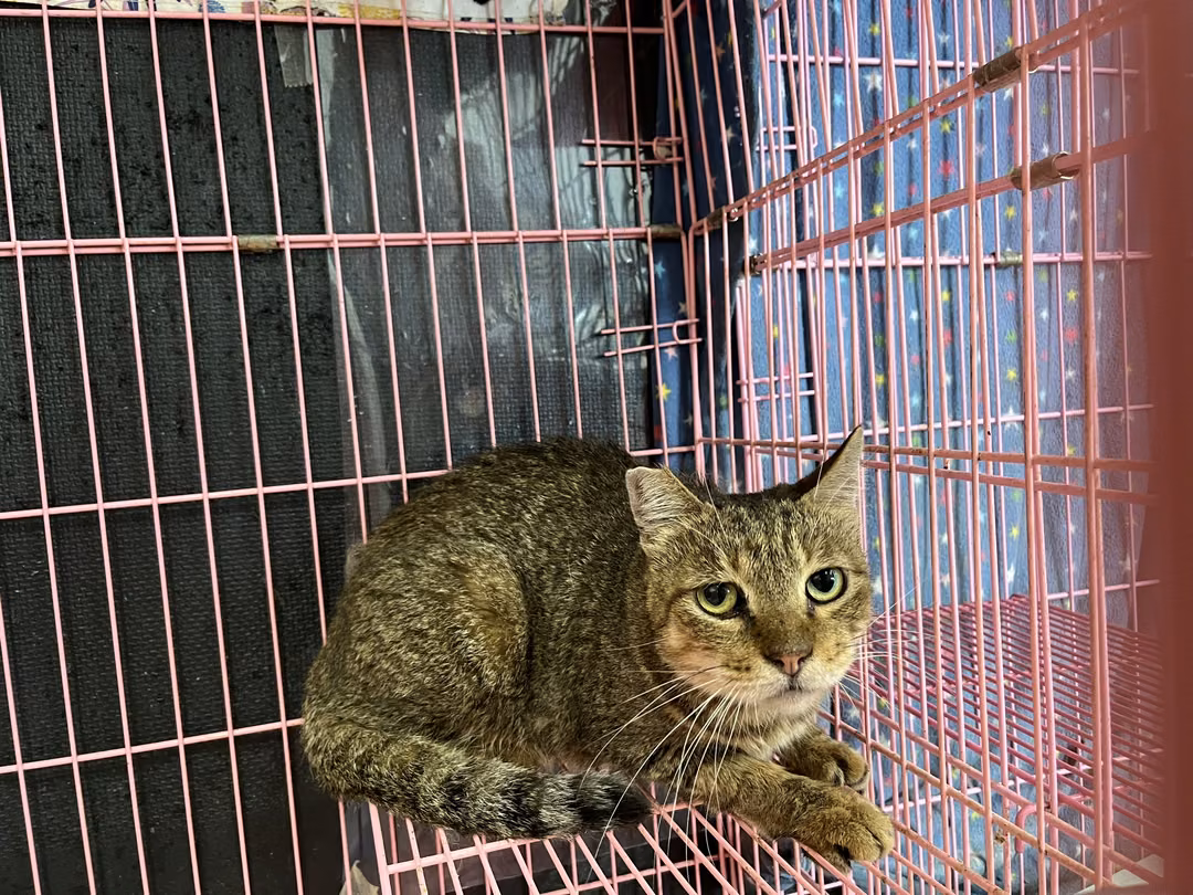 Tabby adult female mixed-breed cat, Medium, shelter no. …3009
