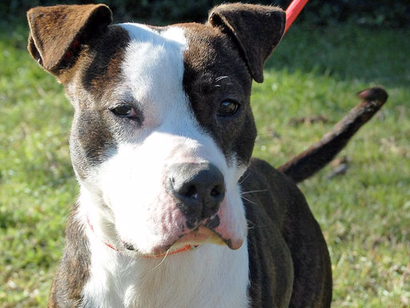 Vinni, Senior · Male · Medium · Mixed breed