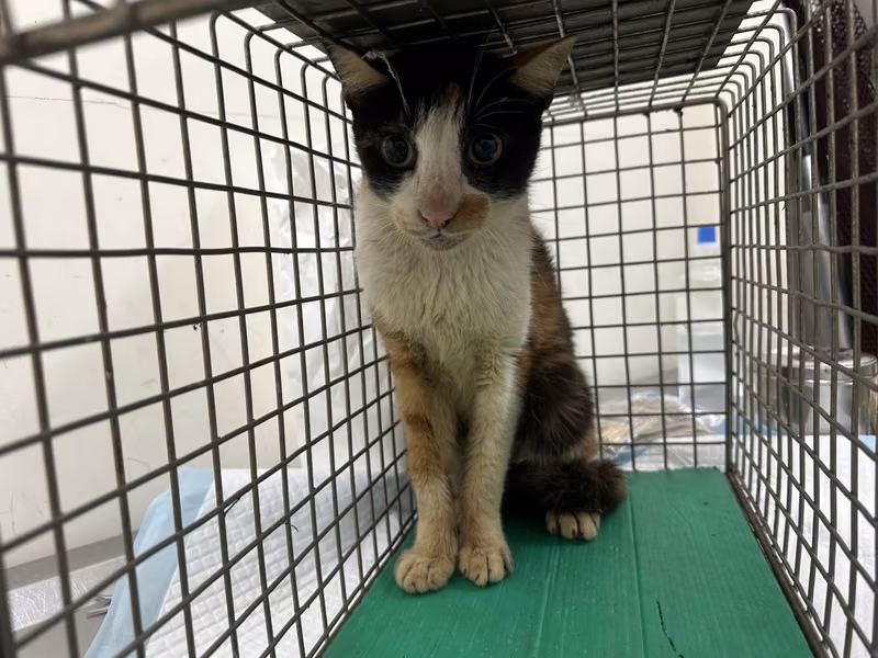 Calico adult female mixed-breed cat, Medium, shelter no. …0401