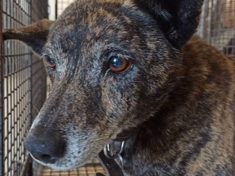 Black adult female mixed-breed dog, Medium, shelter no. …0D01