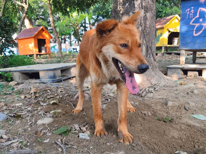 Tan adult male mixed-breed dog, Medium, shelter no. …0-06