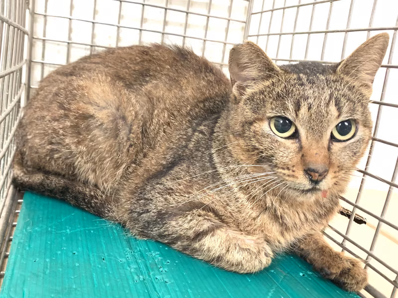Tabby adult female mixed-breed cat, Small, shelter no. …0504