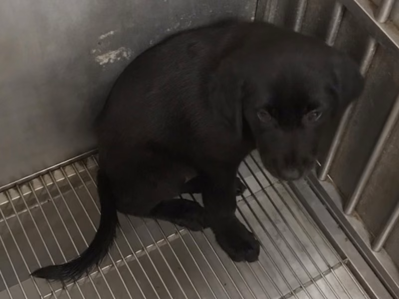 Black young male mixed-breed dog, Small, shelter no. …6001