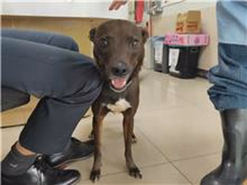 Brown-and-white adult female mixed-breed dog, Medium, shelter no. …1502