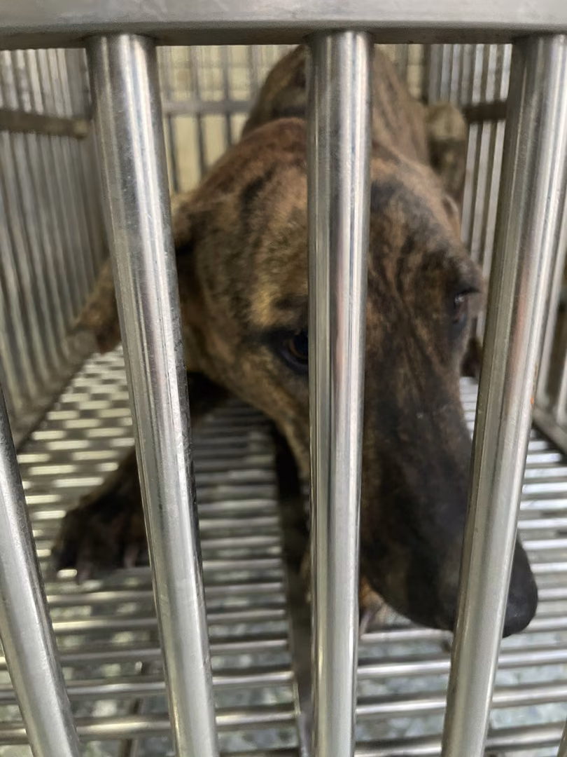 Tabby adult female mixed-breed dog, Medium, shelter no. …5-02