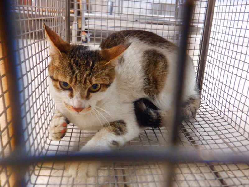 Tabby-and-white adult male mixed-breed cat, Small, shelter no. …30C5