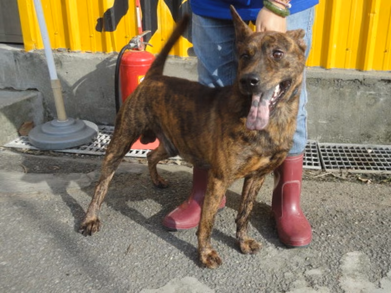 Tabby adult male mixed-breed dog, Medium, shelter no. …1304