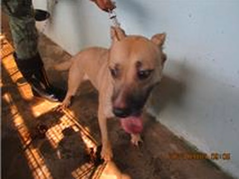 Tan-and-white adult female mixed-breed dog, Medium, shelter no. …9001