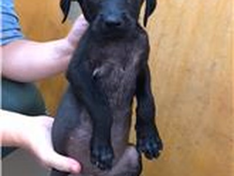 Black young female mixed-breed dog, Small, shelter no. …1002