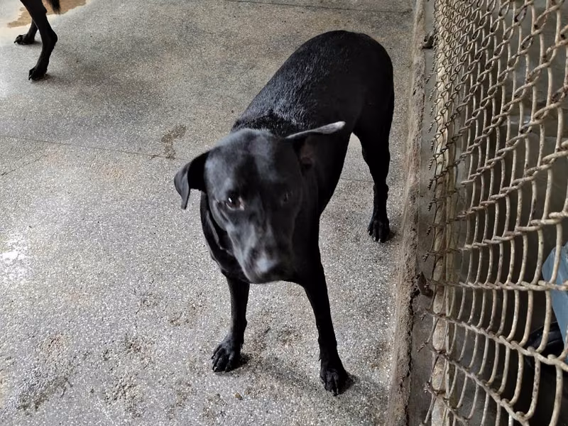 Black adult female mixed-breed dog, Large, shelter no. …0201